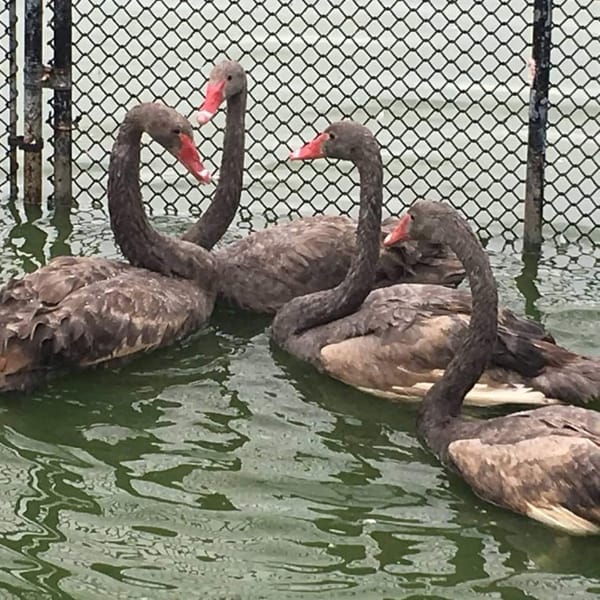 Lakeland - The Gray Swan City?